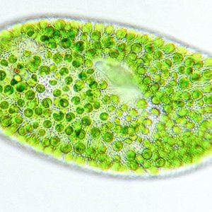 chlorella-alga-Saaep_x_500